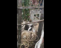 Rescued kitten trapped deep down on chimney