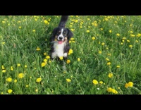 Black dog jumps in a field of yellow flowers