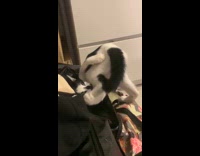 Cat curling into ball while being scolded 