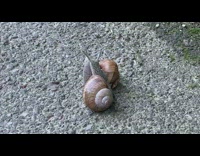 Collab DailyDoseOfInternet - Two snails kiss on pavement brown shells