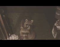 Raccoon crawls up to screen door and high fives woman, plays with other raccoons