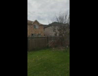 Collab DailyDoseOfIntenet - Dog jumps to see over wood board