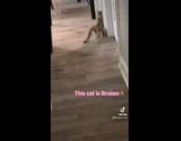 Collab BitchMP - Cat rubs butt against black table leg 