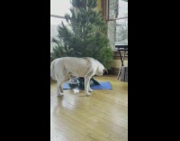 Pet dog walks under the Christmas Tree for a back scratch
