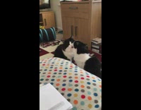 Two cats groom each other tunnel toy 