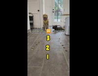 Two dogs both fail at eating line of treats