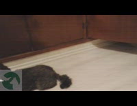 Small black dog does mannequin challenge 