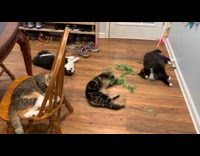 Four cats lay down high from catnip