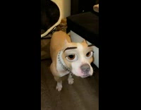 Collab Clips mpugc - Guy laughs at pitbull dog with disney eyes filter