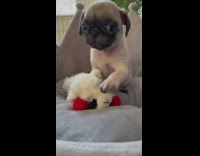 Pug puppy dog white lamb sheep pt. 2 
