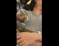 Grey shirt guy brown cat sleep together 