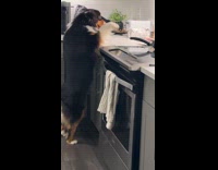 Dog trying to reach steak from counter
