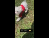 Small white dog red shirt runs grass 
