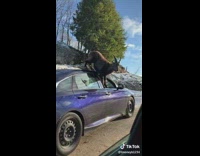 Tmoneyb1234(@tmoneyb1234) on TikTok f*** it, goat on a car. #goat