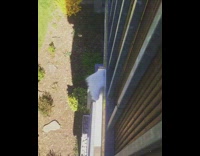 White cat tail sticks out of balcony 