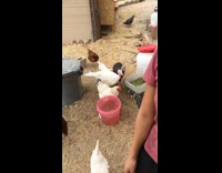 chickens follow girl in purple shirt