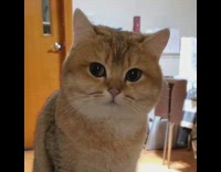 Orange cat with round face looks around 
