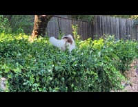 Dog on plant suddenly fall lay down