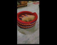 Brown dog runs around inside red bed 