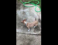 Small brown dog plays fetch by itself 