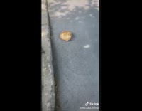 Collab BitchMP - Girl kicks and rolls bread down hill doesnt stop