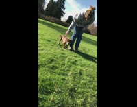 brown dog runs on grass 