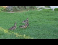 Four brown ducks listen to music grass