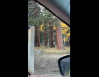 Submitter shows wild elk stands at roadside