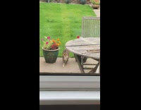 Brown cat jumps table catches bug backayrd