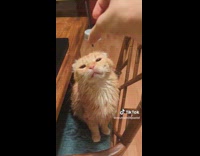 Woman trying to put soda cap on cat head 