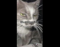 Grey cat in bed approaches owner in the dark