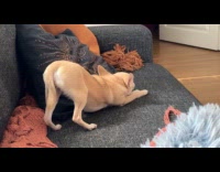 Chihuahua bowing down for long stretch