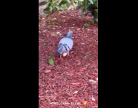 Collab WINY - Egg hang at the bottom of pigeon