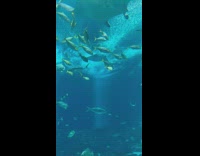 Manta ray swims up jumps out of water splash