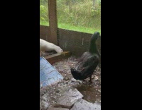 Black duck inside cage bath in rain