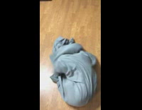 Black dog trapped underneath gray bed sheet and cant get out