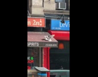 Submitter shows pigeon brawl at liquor store