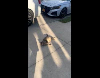 Stray cat lie down on the sidewalk