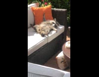 Collab BitchMP - Racoon chilling on outdoor couch 