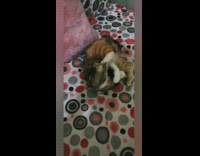 Compilation grey brown cat red black blanket 