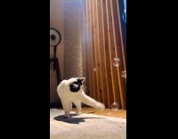 Cat pop bubbles for the first time