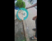 White cow head stuck in trash cover