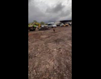 Dogs play tag runs around the yard