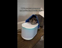 Cat trying to drink water in blue cone 