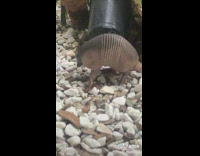 Dogs bark at armadillos outside house in backyard 
