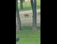 Bird walk behind stray cat on ground
