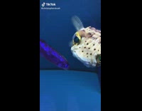 Collab BitchMP - Puffer fish looks at fish food 