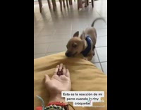 Brown chihuahua dog blue harness excited treats 