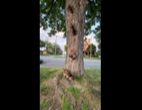 Family of racoons climbing down tree on street
