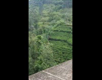 Yellow shirt guy hangs on bridge barefoot